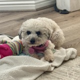 Entry image for Bunnie