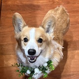 Entry image for Twix- ambassador to I.C.A.R.E.