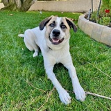 Entry image for Harlie