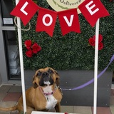 Entry image for Rousey 