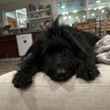 Entry image for Ellie