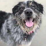 Entry image for Lani