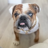 Entry image for Chowder