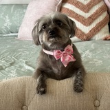 Entry image for Millie Mae