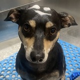 Entry image for Dobie