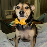 Entry image for Axel