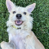 Entry image for Biscuit