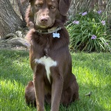 Entry image for Penny Lane