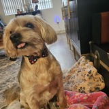 Entry image for Bentley