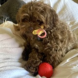 Entry image for Charlie Cox