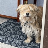 Entry image for Freddie