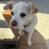 Entry image for Chip (Chippy)