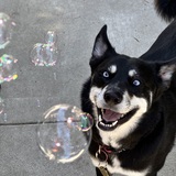 Entry image for Quinn