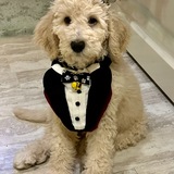 Entry image for Ziggy