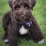 Entry image for Bo Yodie