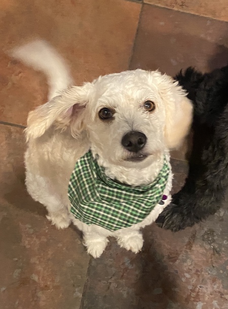 Entry image for Ziggy. Clicking this image will show a larger photo