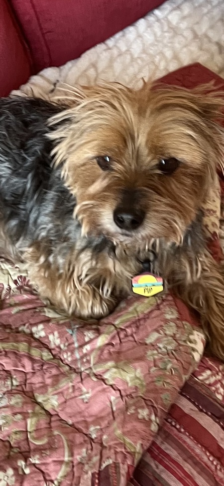 Entry image for Pip. Clicking this image will show a larger photo