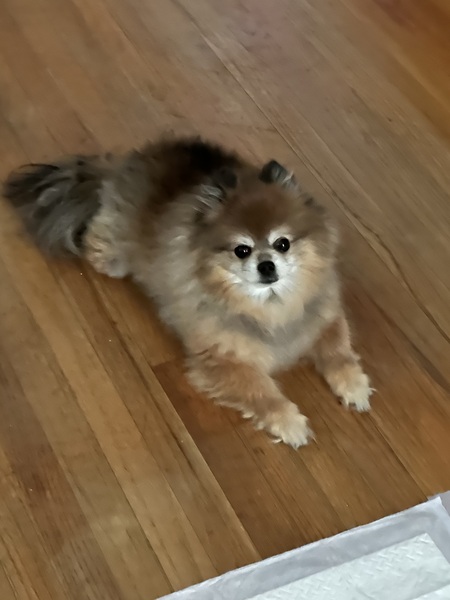 Entry image for Nicky. Clicking this image will show a larger photo