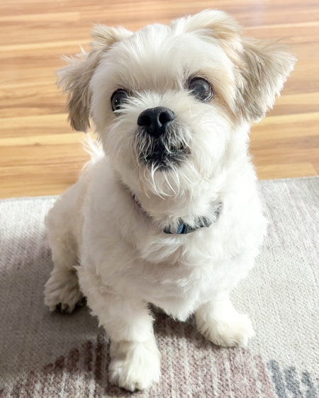 Entry image for Gilbert. Clicking this image will show a larger photo