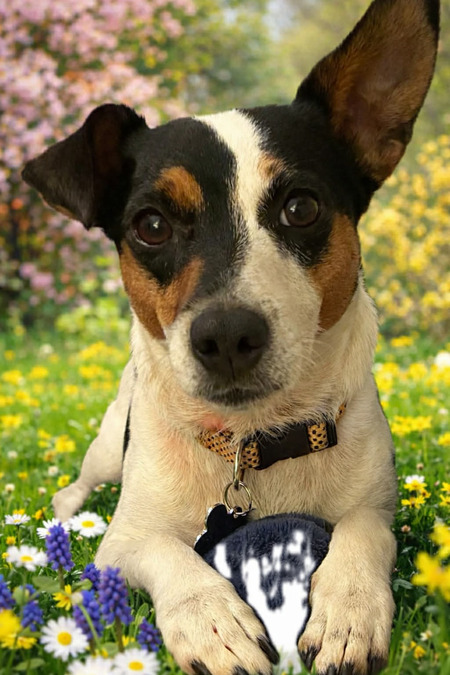 Entry image for Bella. Clicking this image will show a larger photo