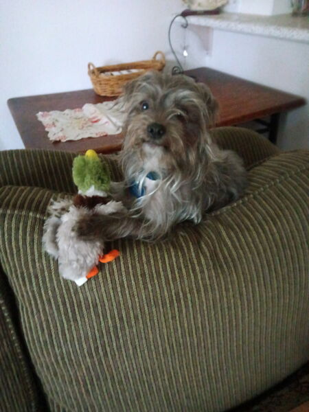 Entry image for Teddy. Clicking this image will show a larger photo