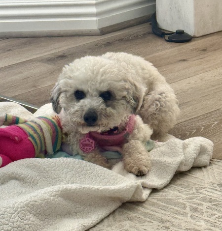 Entry image for Bunnie. Clicking this image will show a larger photo