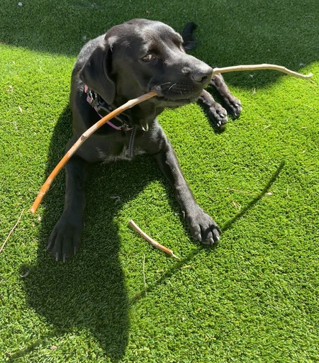 Entry image for Jada. Clicking this image will show a larger photo