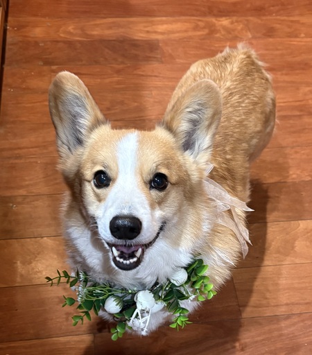 Entry image for Twix- ambassador to I.C.A.R.E.. Clicking this image will show a larger photo