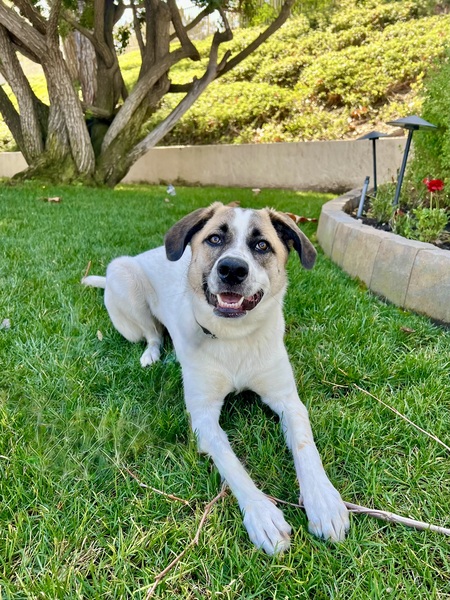 Entry image for Harlie. Clicking this image will show a larger photo