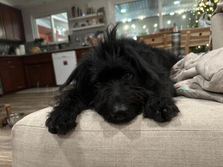 Entry image for Ellie. Clicking this image will show a larger photo