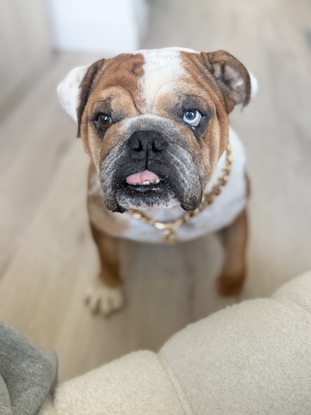 Entry image for Chowder. Clicking this image will show a larger photo