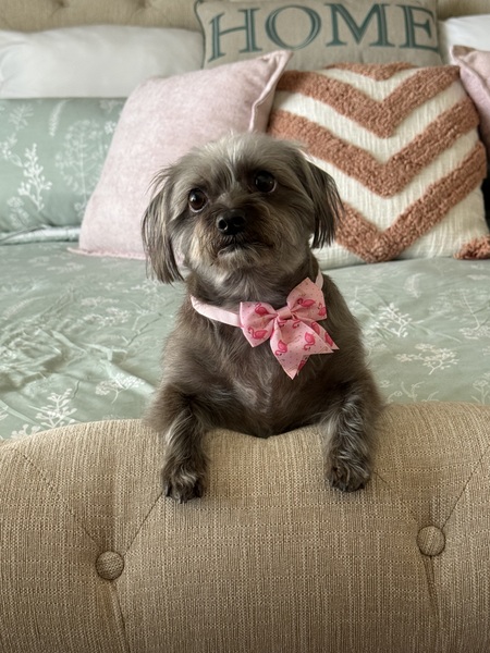 Entry image for Millie Mae. Clicking this image will show a larger photo