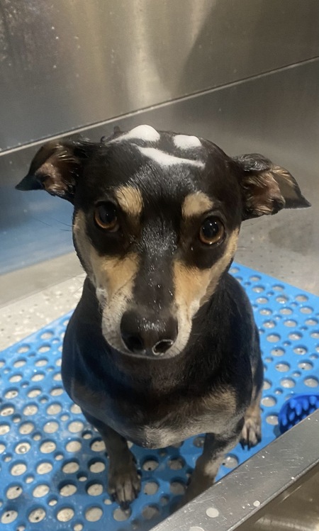 Entry image for Dobie. Clicking this image will show a larger photo