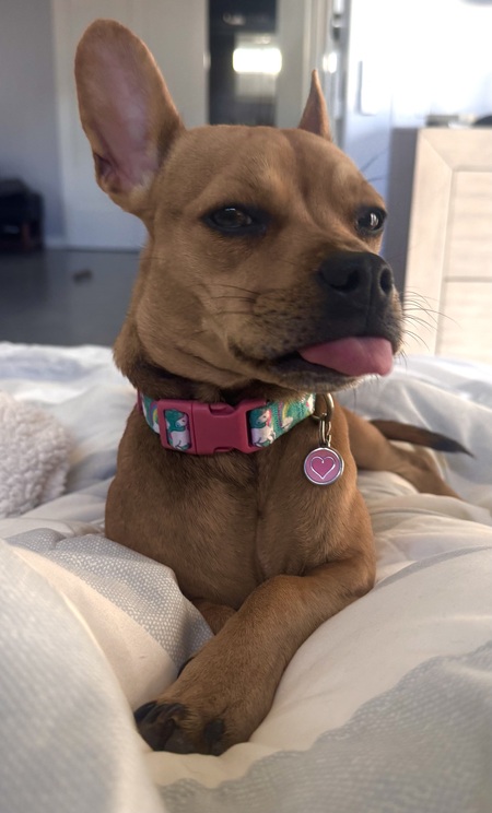 Entry image for Joy. Clicking this image will show a larger photo