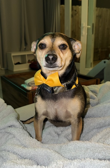 Entry image for Axel. Clicking this image will show a larger photo