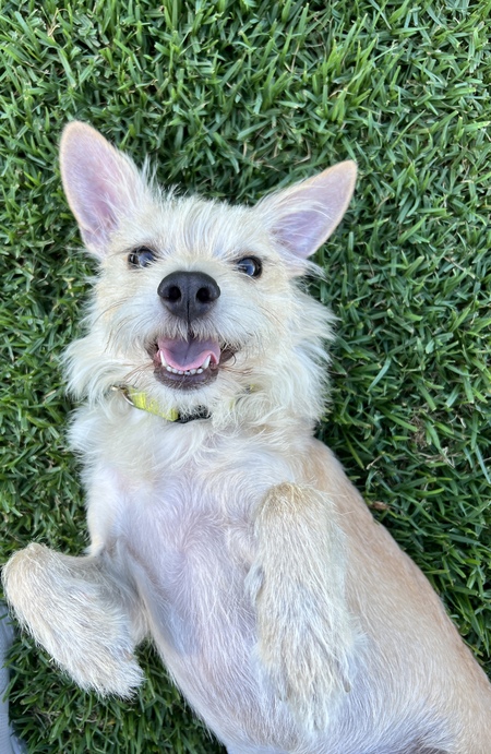 Entry image for Biscuit. Clicking this image will show a larger photo