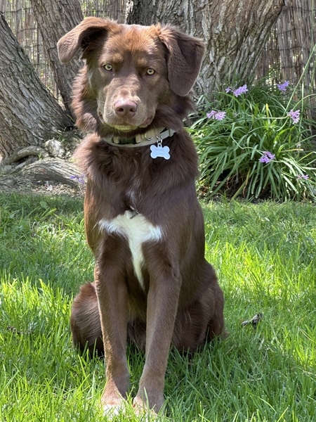 Entry image for Penny Lane. Clicking this image will show a larger photo