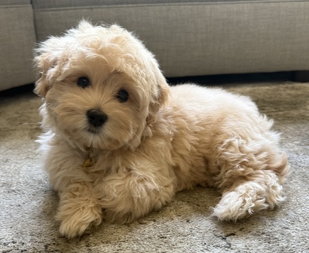 Entry image for Winston . Clicking this image will show a larger photo