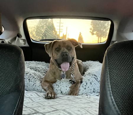 Entry image for Theo. Clicking this image will show a larger photo