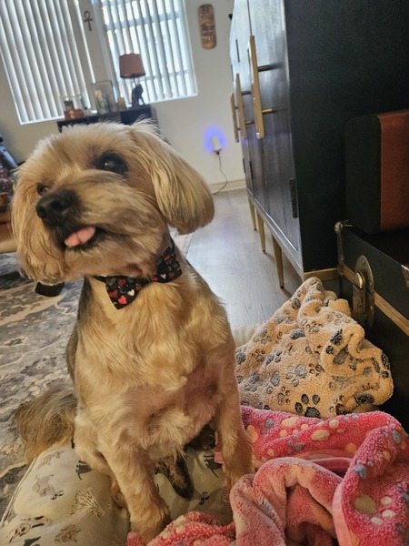 Entry image for Bentley. Clicking this image will show a larger photo