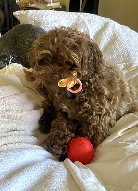 Entry image for Charlie Cox. Clicking this image will show a larger photo