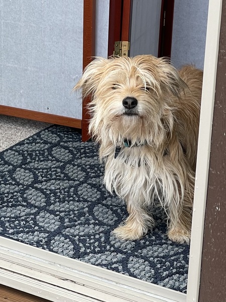 Entry image for Freddie. Clicking this image will show a larger photo