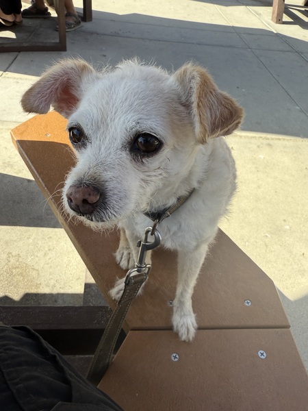 Entry image for Chip (Chippy). Clicking this image will show a larger photo