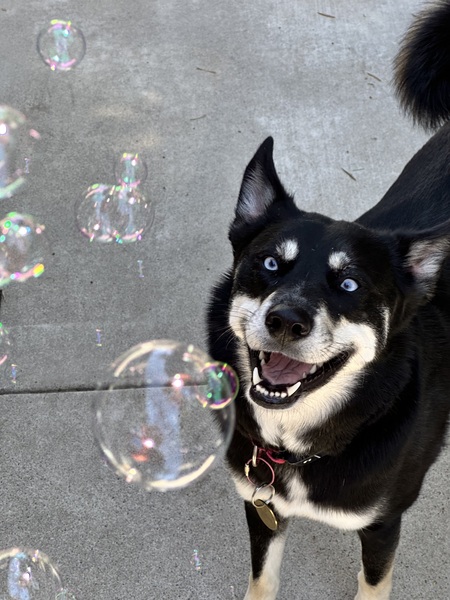 Entry image for Quinn. Clicking this image will show a larger photo