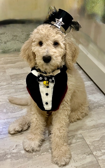 Entry image for Ziggy. Clicking this image will show a larger photo