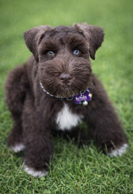 Entry image for Bo Yodie. Clicking this image will show a larger photo