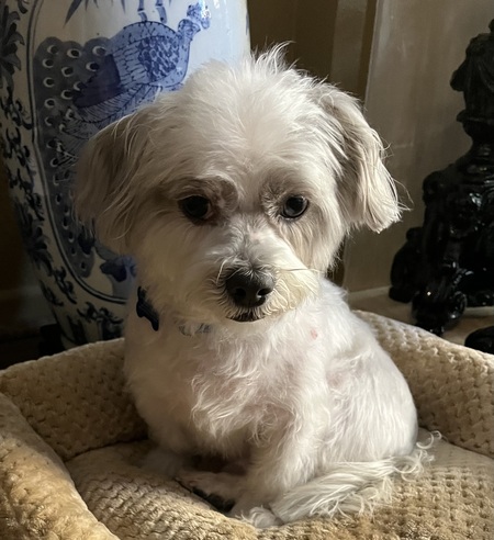 Entry image for Gus. Clicking this image will show a larger photo