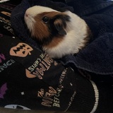 Entry image for Penelope 