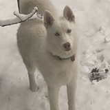 Entry image for Sitka