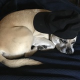 Entry image for Bobo